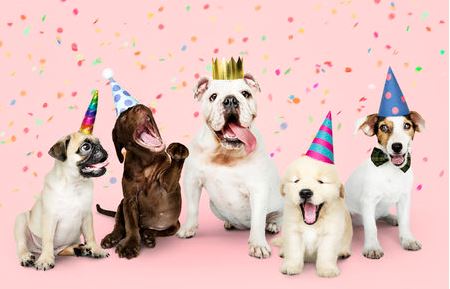 throwing a dog birthday party