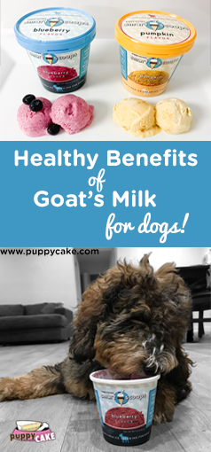 Healthy Benefits of Goat's Milk for Dogs!
