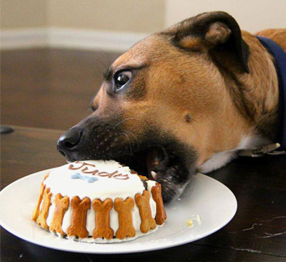 Image result for white choc cheesecake . dog . animated