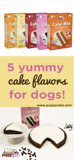 5 Yummy Cake Flavors for Dogs
