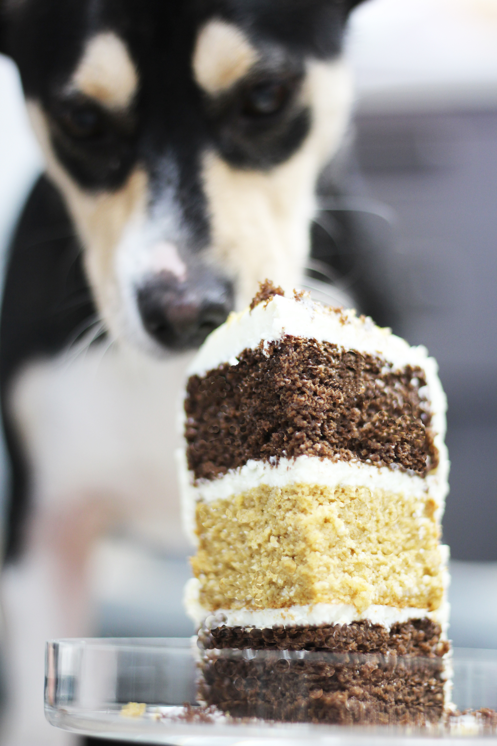 puppy with cake