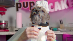 Dog Birthday Cake Kit - Birthday Cake Flavor with Pupfetti Sprinkles - BDKITBC