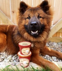 Hoggin' Dogs Ice Cream Mix - Bacon - OLDHDBAC
